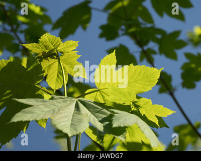 De nouvelles feuilles sur un arbre de printemps Banque D'Images