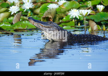 Un mâle American Alligator mississippiensis, alligators, beuglant. Banque D'Images