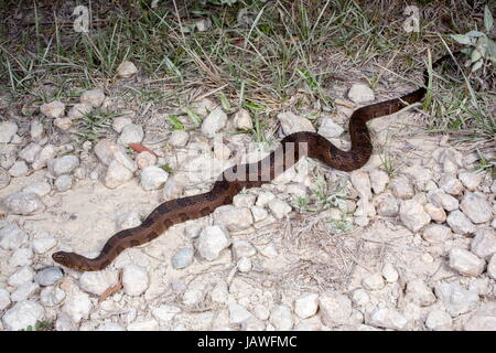 Une couleuvre d'eau Nerodia taxispilota Brown. Banque D'Images