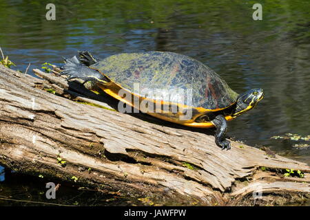 A Florida red bellied cooter, Pseudemys nelsoni, sur un journal. Banque D'Images