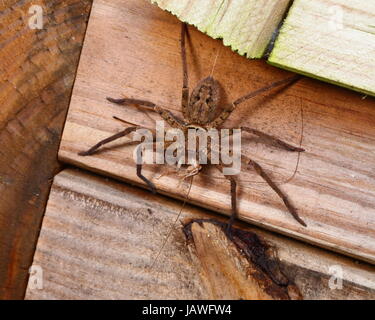 Un venetoria huntsman spider, Heteropoda, se nourrissant d'un cafard. Banque D'Images