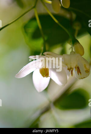 Fleur japonaise snowbell isolé dans un soleil brillant, avec un épais feuillage vert light shadows in soft focus à l'arrière-plan. Banque D'Images