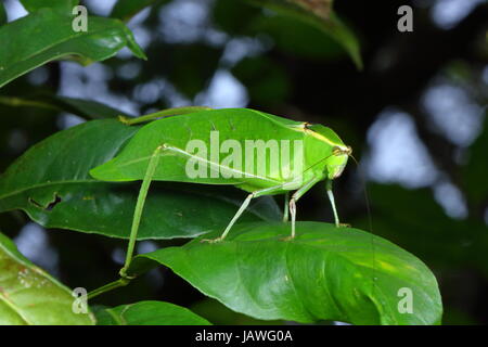 Un Stilpnochlora couloniana katydid, géant, reposant sur une feuille. Banque D'Images