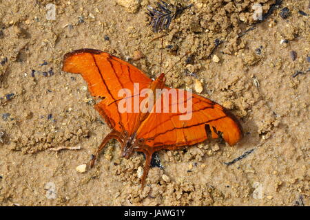 Un ruddy daggerwing Aphrissa Statira, petreus, sirotant de nectar de fleur dans un marais Everglades de la Floride. Banque D'Images