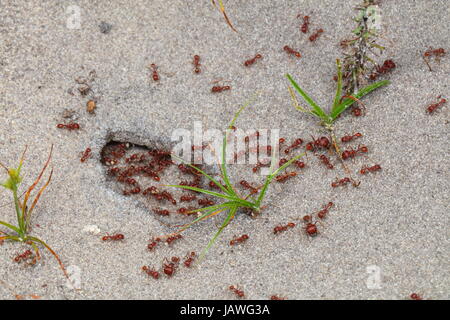 Une colonie de fourmis moissonneuses, Pogonomymex badius, sur la surface d'un nid souterrain. Banque D'Images