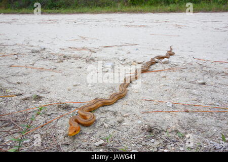 Un serpent rat jaune, Pantherophis obsoleta quadrivittata. Banque D'Images