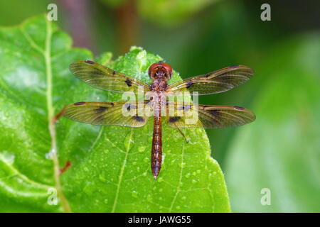 Un Ibellula semifasciata peint, skimmer, repose sur une feuille verte dans le Florida Everglades. Banque D'Images