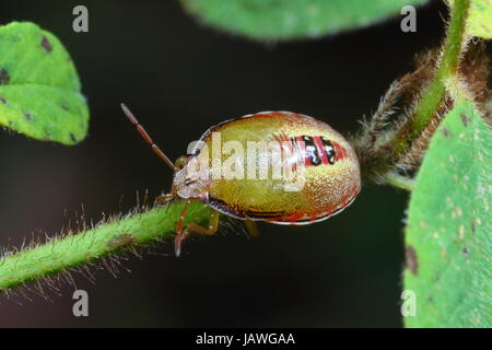 Une bande rouge stink bug, Piezodorus guildinii, reposant sur une tige de la plante. Banque D'Images
