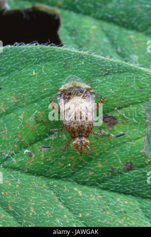 Un Rhopalidae, inodore, rampant sur une feuille. Banque D'Images