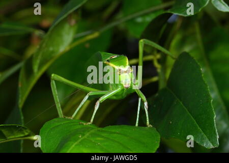 Un Stilpnochlora couloniana katydid, géant, repose sur une feuille. Banque D'Images