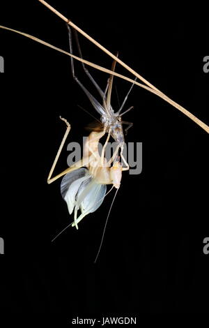Un crochet mue face à tête conique katydid, Pyrgocorypha unicata, perché sur une branche. Banque D'Images