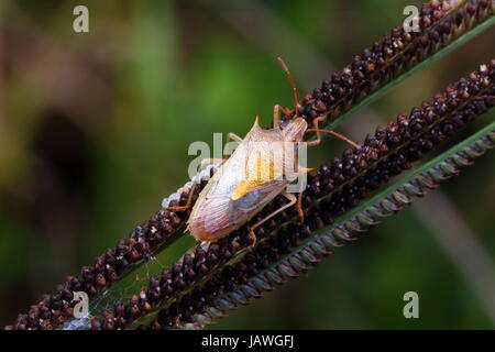 A stink bug, Oebalus pugnax, rampant sur un plant stalk. Banque D'Images