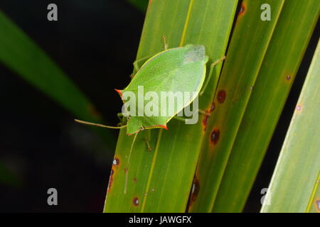 Un green stink bug, épines Loxa flavicollis, rampant sur une fronde de palmetto de scie. Banque D'Images