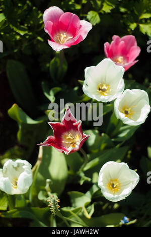 Les tulipes fleurissent dans le jardin au printemps Banque D'Images