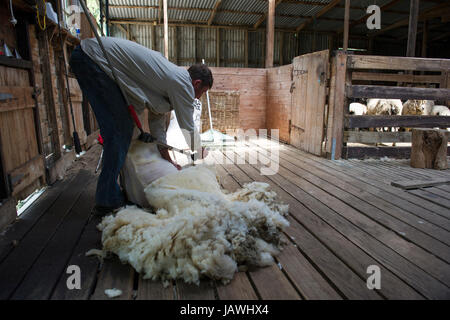 12818 une cisaille la laine sur un mouton dans un hangar de tonte. Banque D'Images