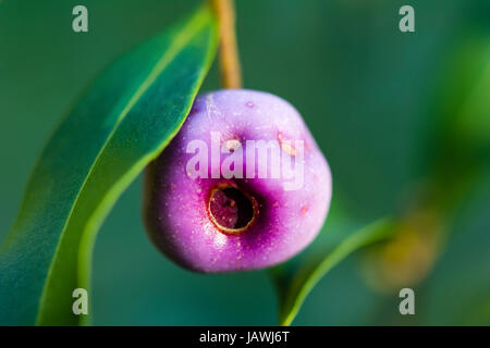 Le fruit violet d'une politique commune de Lilly Pilly arbre. Banque D'Images