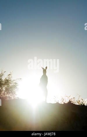 La silhouette d'un Kangourou gris de l'Est sur une plage de dunes de sable au coucher du soleil. Banque D'Images