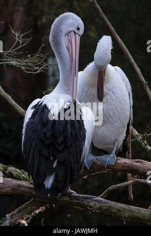 Un lissage Pelican et le nettoyage de ses plumes avec son projet de loi. Banque D'Images