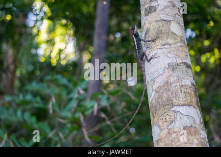 Lézard épineux masqués sur un arbre à Khao Lak Lamru - parc national Banque D'Images