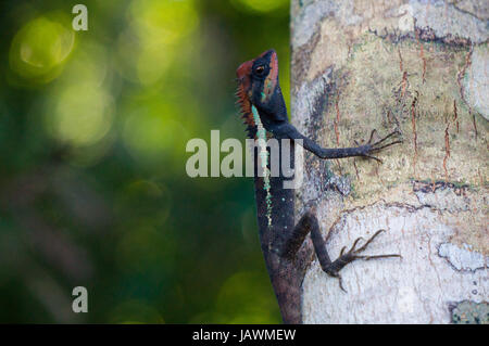 Lézard épineux masqués sur un arbre à Khao Lak Lamru - parc national Banque D'Images