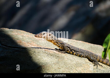 Varan reposant sur un rocher Banque D'Images