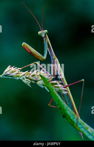 Mantodea close up du côté sauvage de la mante religieuse sur un brun-vert) de la direction générale de l'bush floraison Banque D'Images