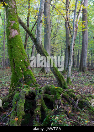 Arbre enveloppé de mousse brisés, witjh visible et racine vieux peuplement feuillu en arrière-plan Banque D'Images