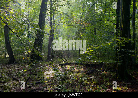 En peuplement feuillu Misty morning rain après avec de vieux arbres en premier plan Banque D'Images