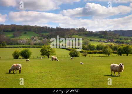 Les terres agricoles à l'agnelage temps près de Weston Subedge, Chipping Campden, Gloucestershire, Angleterre. Banque D'Images