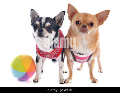 Portrait of a cute chihuahuas pure race, in front of white background Banque D'Images