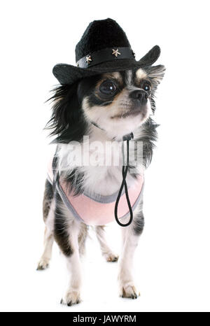 Portrait of a cute chihuahua pure race, in front of white background Banque D'Images