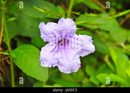 Ruellia tuberosa en fleurs fleurs fleurs de mauve, Tubéreuse, Ruellia, Waterkanon Watrakanu Minnieroot, Fer à Repasser, racine, Feverroot, popping pod, trai-non, Toi ting Banque D'Images