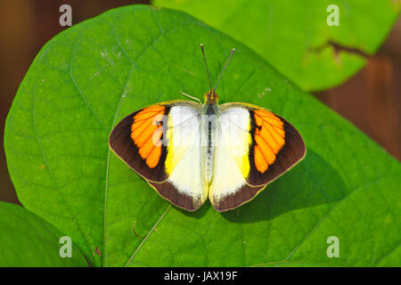 Papillon sur feuille, Ixias pyrene ou Jaune Orange Tip espèces Banque D'Images