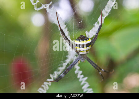 Insectes de beauté sur web en forêt, Spider Argiope Multi-couleur Banque D'Images