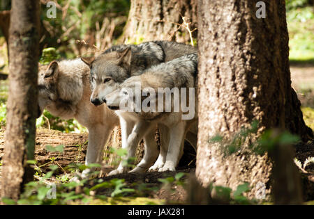 Tous les loups Alpha à la posture 2222 Chef de meute Banque D'Images