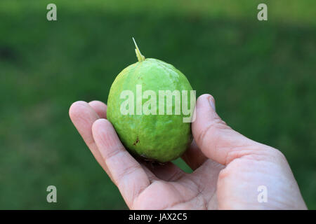 Close up of home grown Psidium guajava Banque D'Images