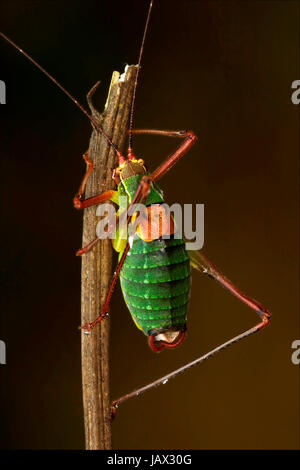 Close up of Cricket Tettigoniidae sauterelle sur un morceau de branche dans la brousse Banque D'Images