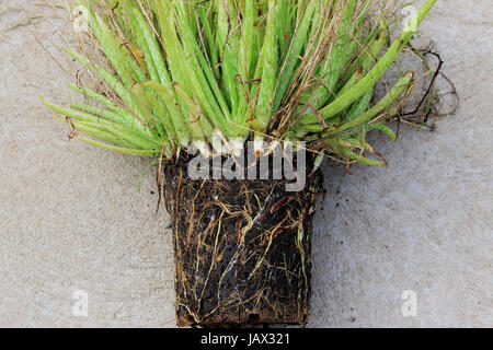 L'Aloe Vera lié racine prêt à être séparés et plantes en pot Banque D'Images