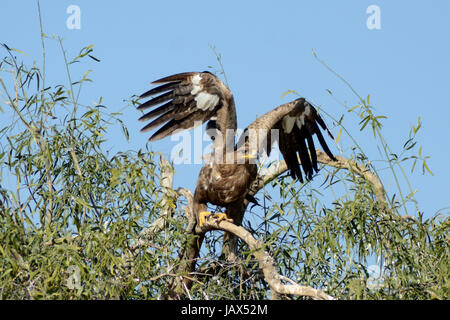 L'aigle des steppes (Aquila nipalensis) Banque D'Images