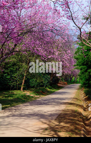 Le tunnel d'arbres Prunus cerasoides ou Wild Cherry Himalaya l'hiver à Khun wang Chiang Mai, Thaïlande,. Banque D'Images