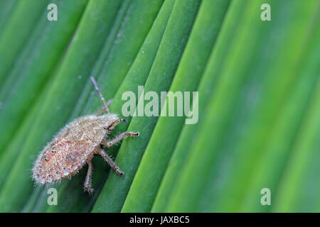 Nymphe dolycoris baccarum bug Banque D'Images