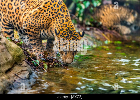 Gros plan d'un jeune chat Jaguar l'eau potable Banque D'Images