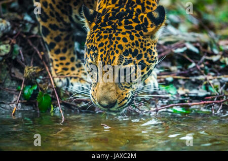 Gros plan d'un jeune chat Jaguar l'eau potable Banque D'Images