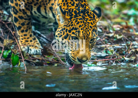 Gros plan d'un jeune chat Jaguar l'eau potable Banque D'Images