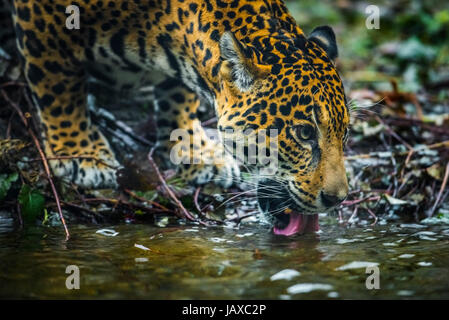 Gros plan d'un jeune chat Jaguar l'eau potable Banque D'Images