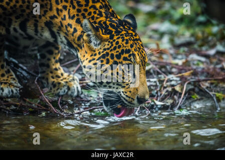 Gros plan d'un jeune chat Jaguar l'eau potable Banque D'Images