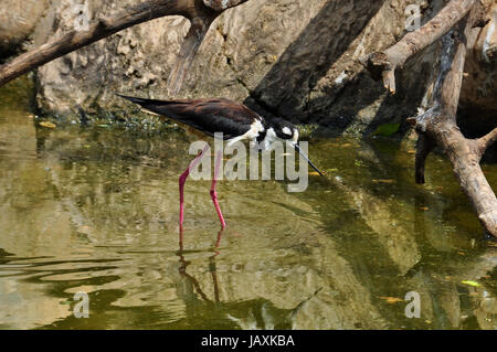 Échasse d'cueillette de rivage pour les petits invertébrés dans l'eau peu profonde. Banque D'Images