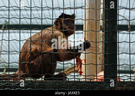 Capucin plafonné noir manger un petit oiseau. Singe écureuil animal sauvage temps d'alimentation. Banque D'Images