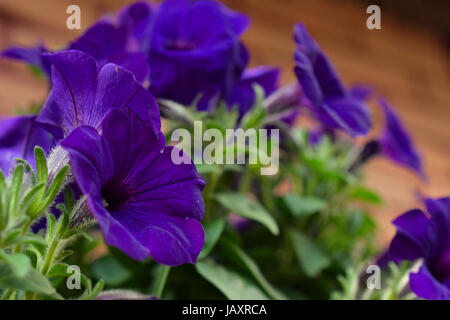 Pétunia violet fleurs. Selective focus Banque D'Images