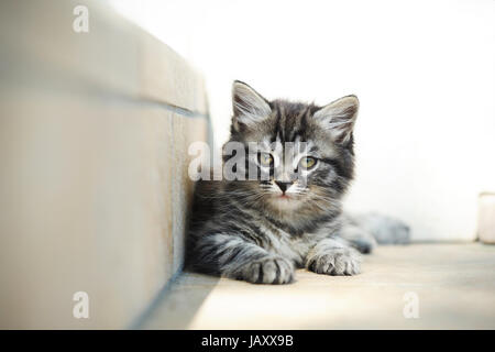 Un chaton se repose à l'ombre après avoir joué pendant une longue période Banque D'Images